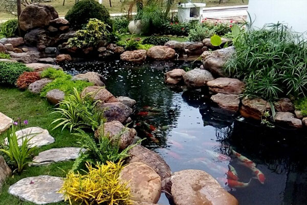 hình dáng hồ cá koi