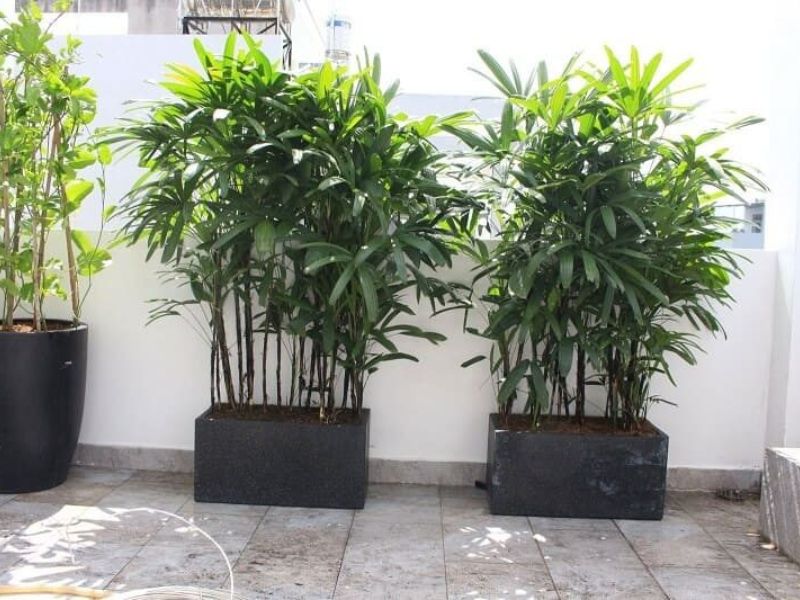 các loại cây trang trí sân vườn