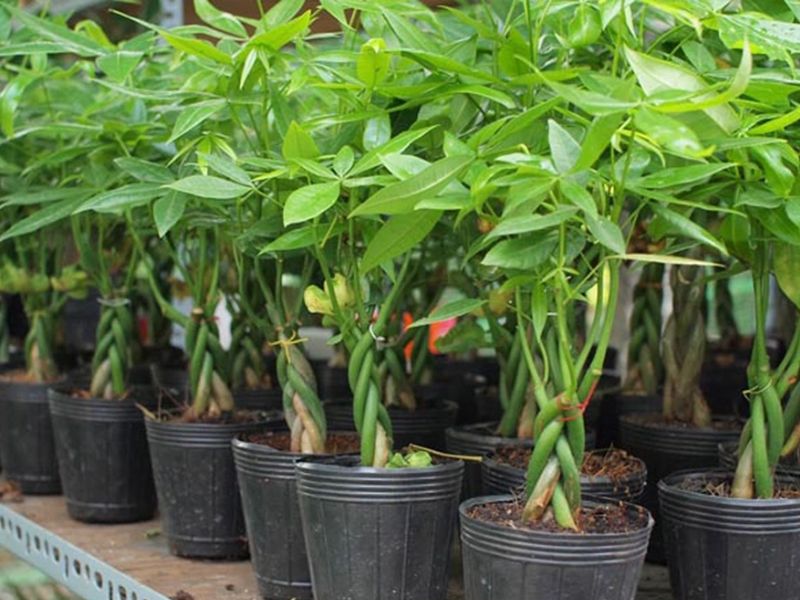 các loại cây trang trí sân vườn