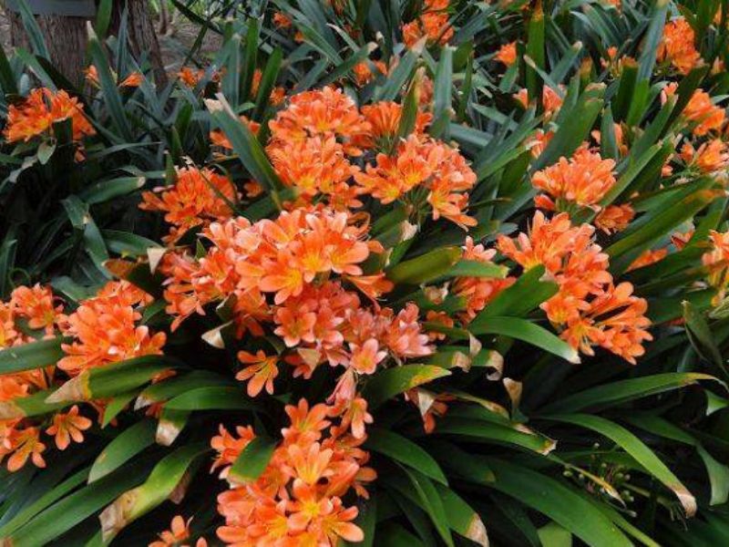 các loại cây trang trí sân vườn