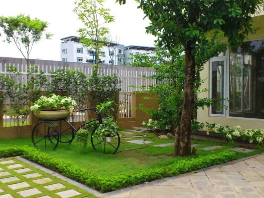 các loại cây trang trí sân vườn