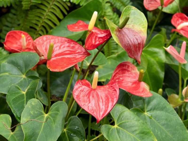 các loại cây trang trí sân vườn