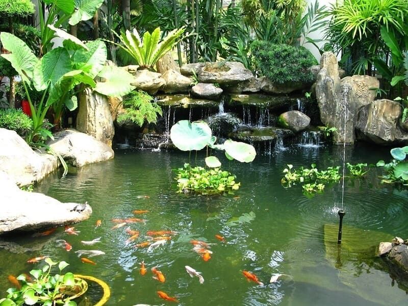 Nuôi cá ngoài trời không cần lọc
