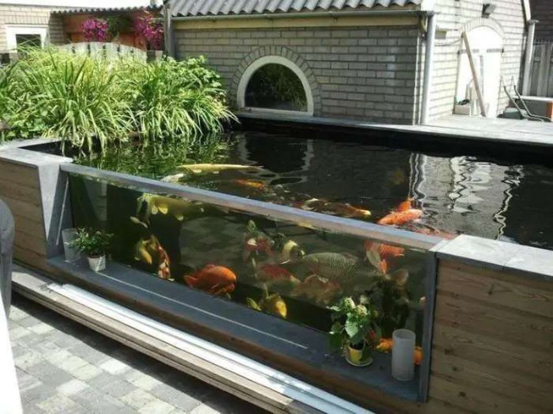 Nuôi cá ngoài trời không cần lọc