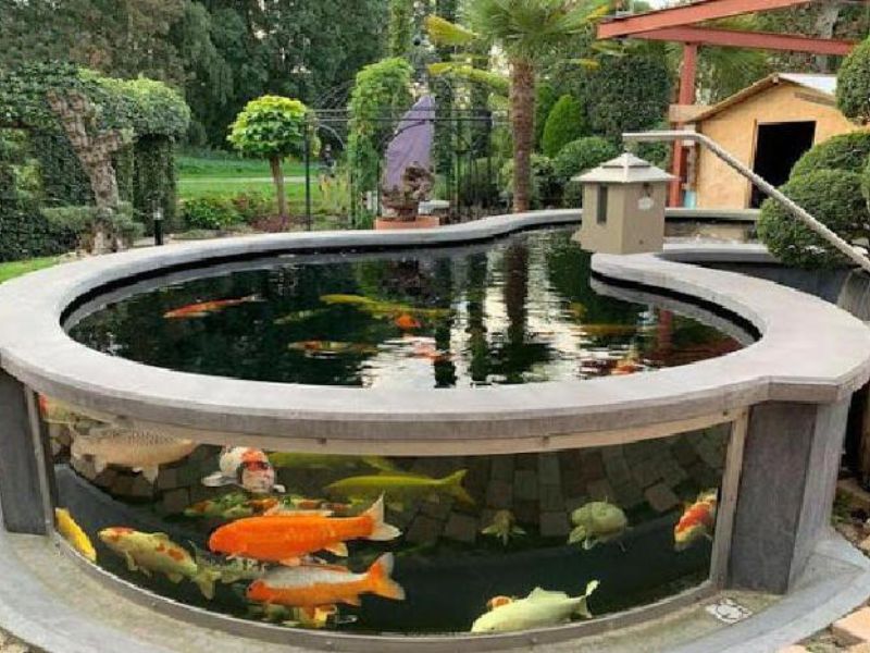 Nuôi cá ngoài trời không cần lọc